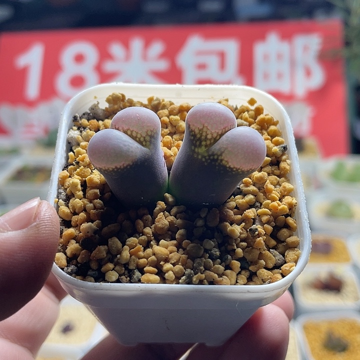 家人园艺多肉生石花风铃300