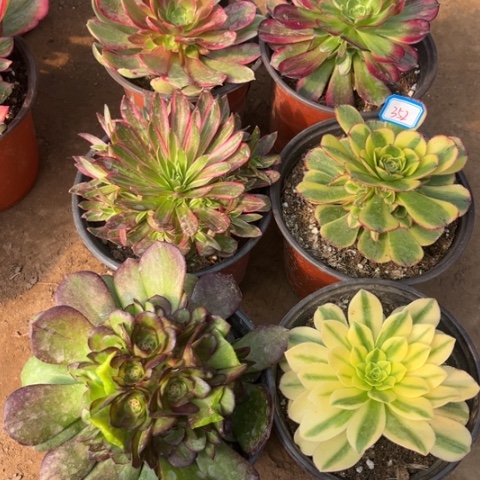 352多肉植物组合