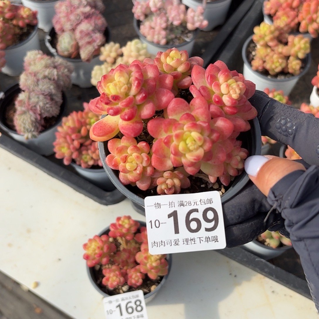 香格里拉无盆土发货无