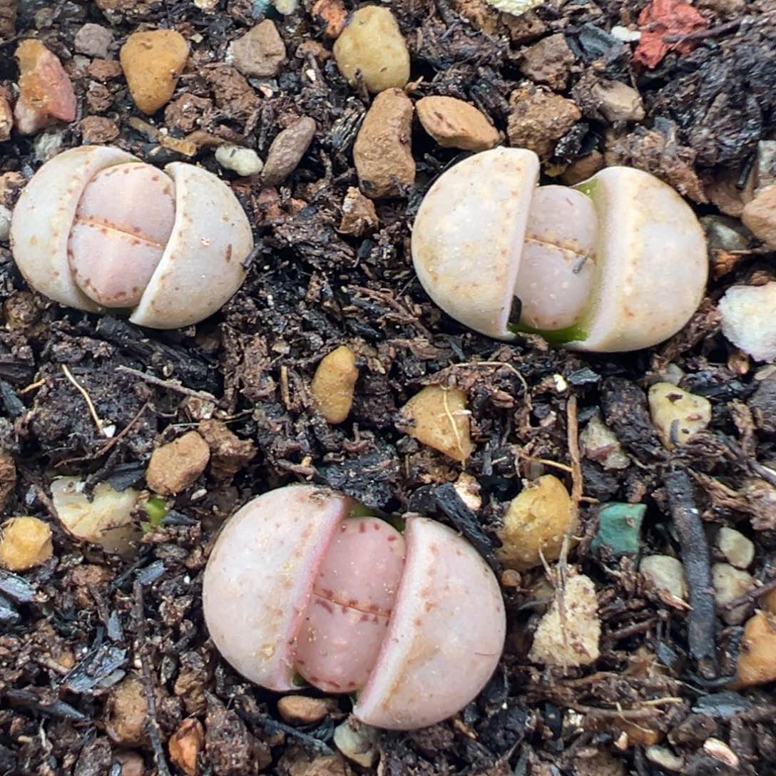 12.4好看的多肉脱土发货136