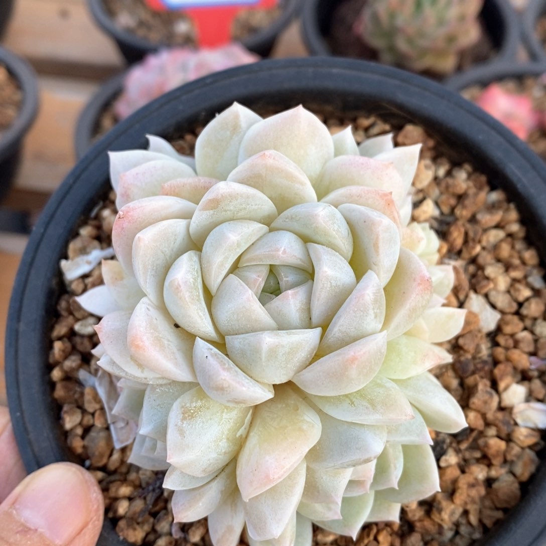 精品多肉一物一拍不包整62