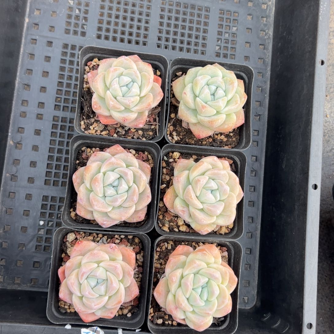 6个冰玉母本000000000