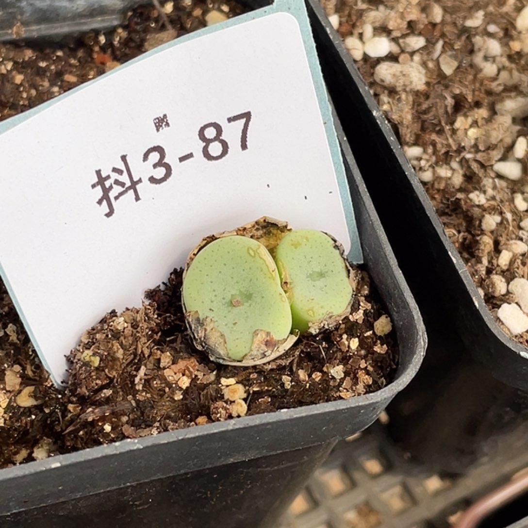 坐****阳3-87肉锥多肉植物