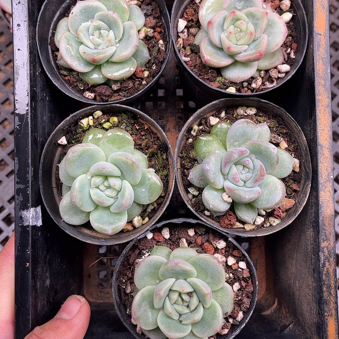 多肉一物一拍15-141