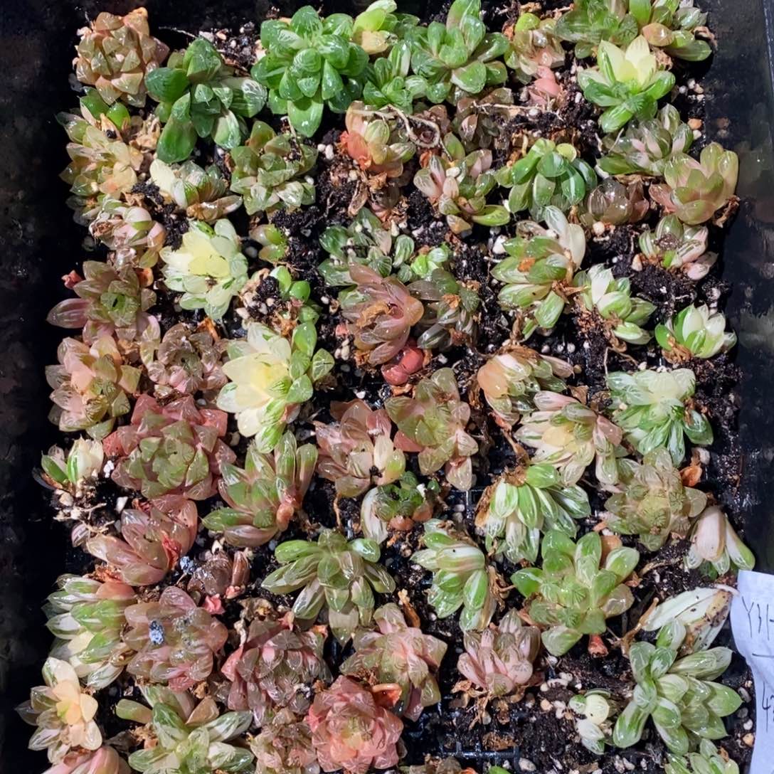 3128 一颗实生苏皇玉露锦好锦 元旦整点福利