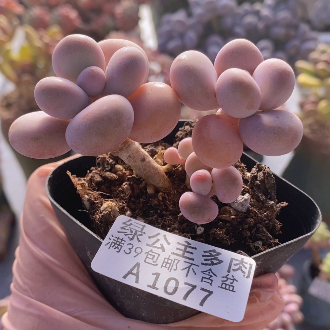 桃蛋6cm1077多肉植物