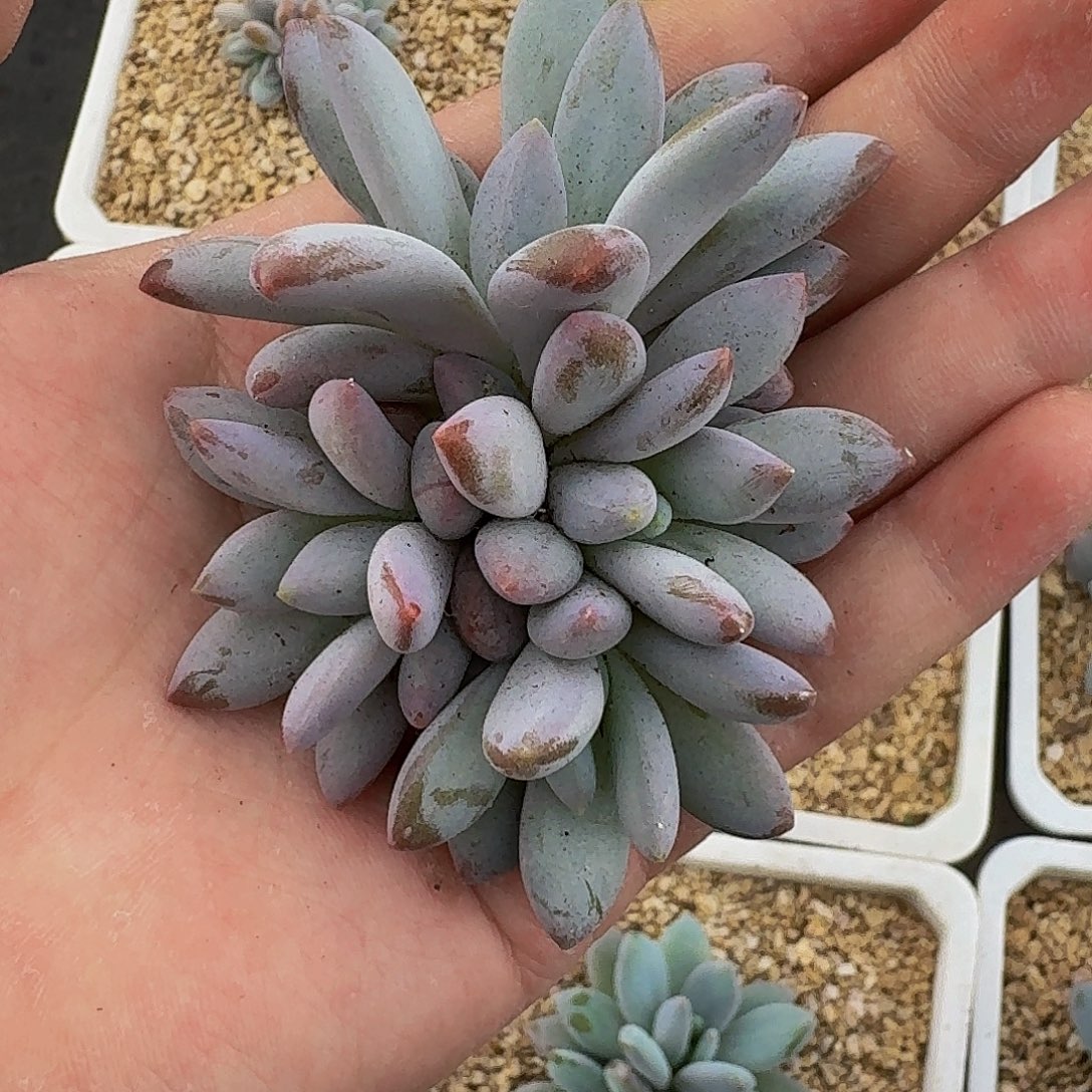 橙龙 4头 一物一拍