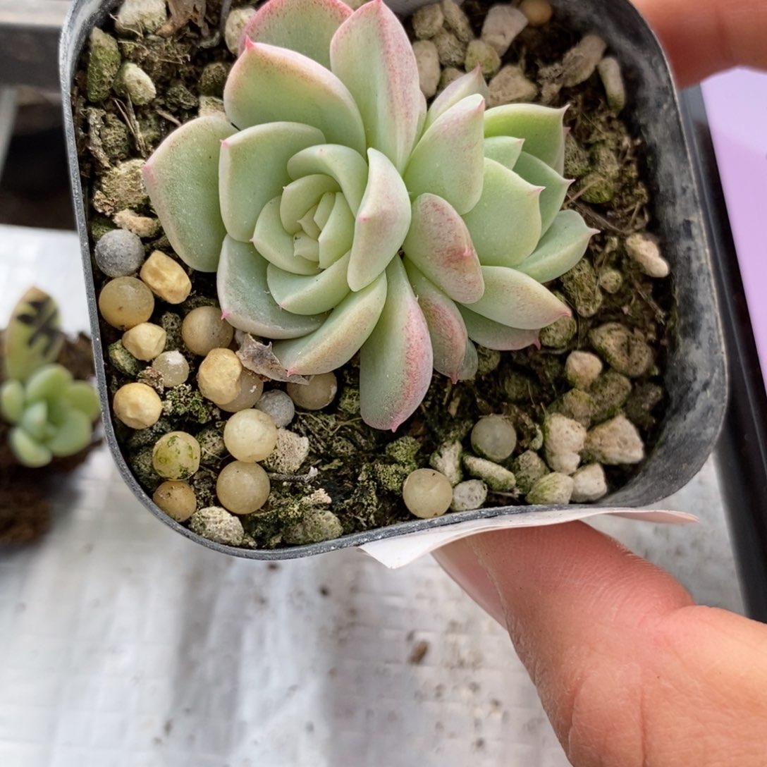 标签143冻唇蜜一个多肉