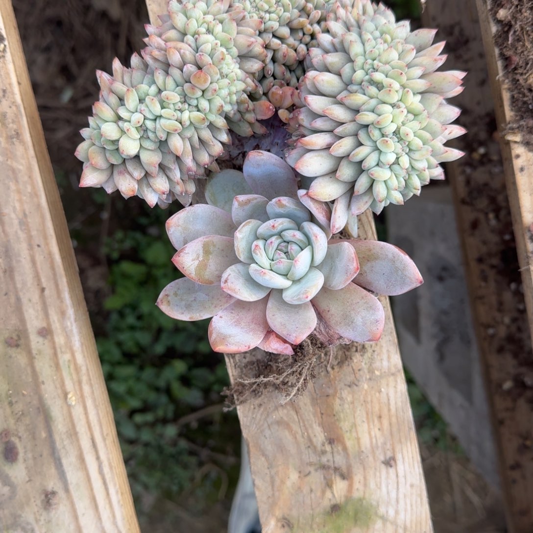星影缀化无砍多肉