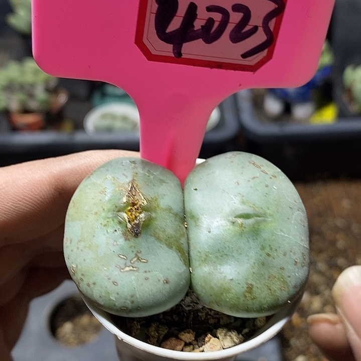 今天晚上不去上课哦4023