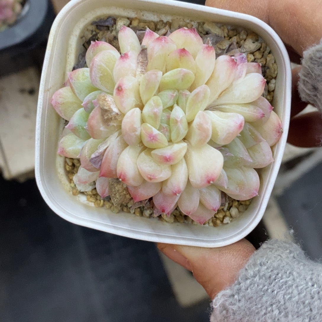 精品多肉一物一拍不包整174