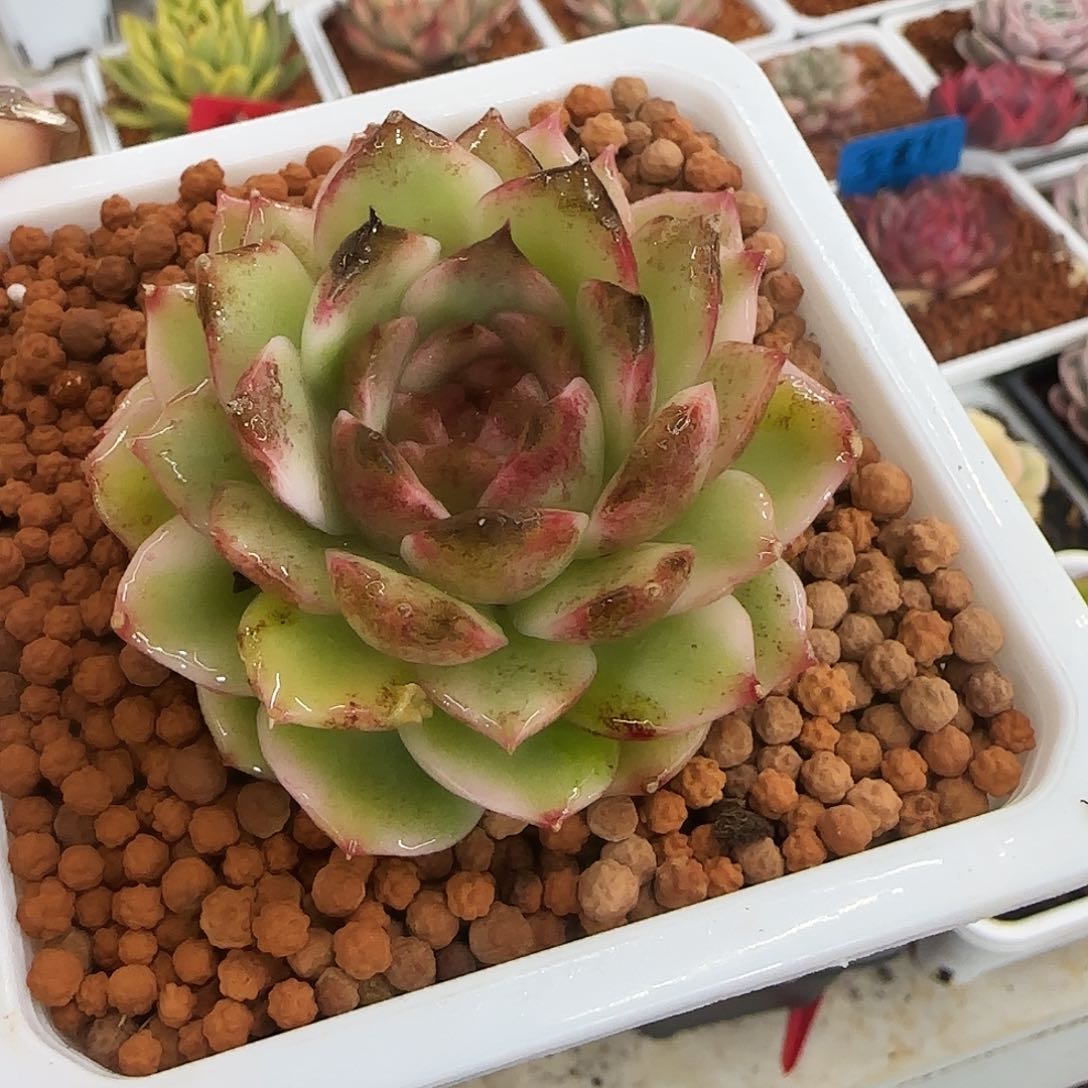 黑水晶锦多肉植物