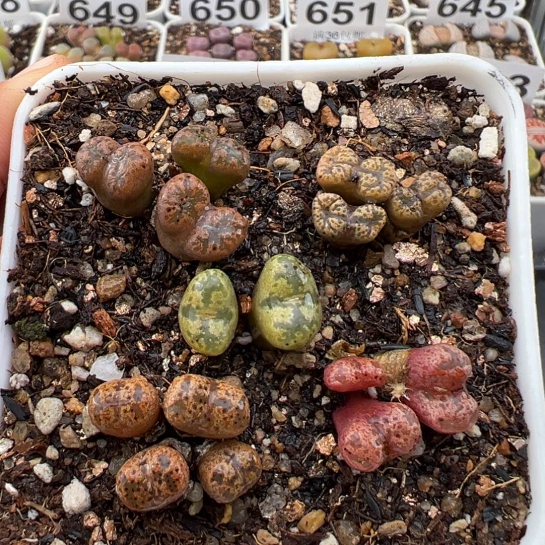 1.12好看的多肉677