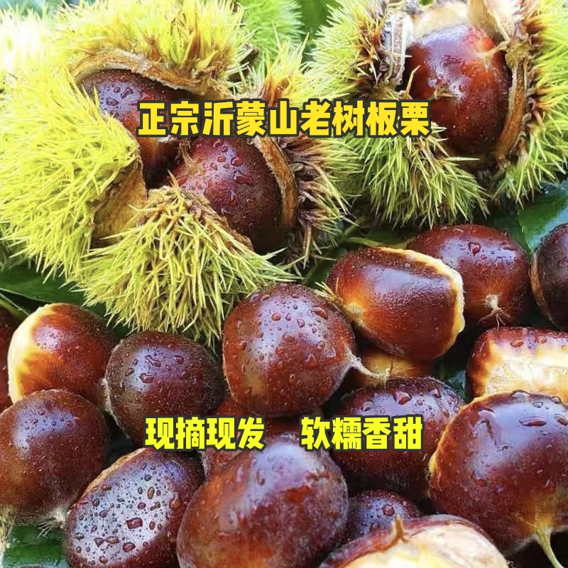 正宗沂蒙山区高山老树油栗子，2025新鲜板栗现摘现发，沙糯香甜