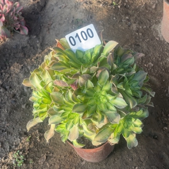 多肉植物0100韶华17厘米