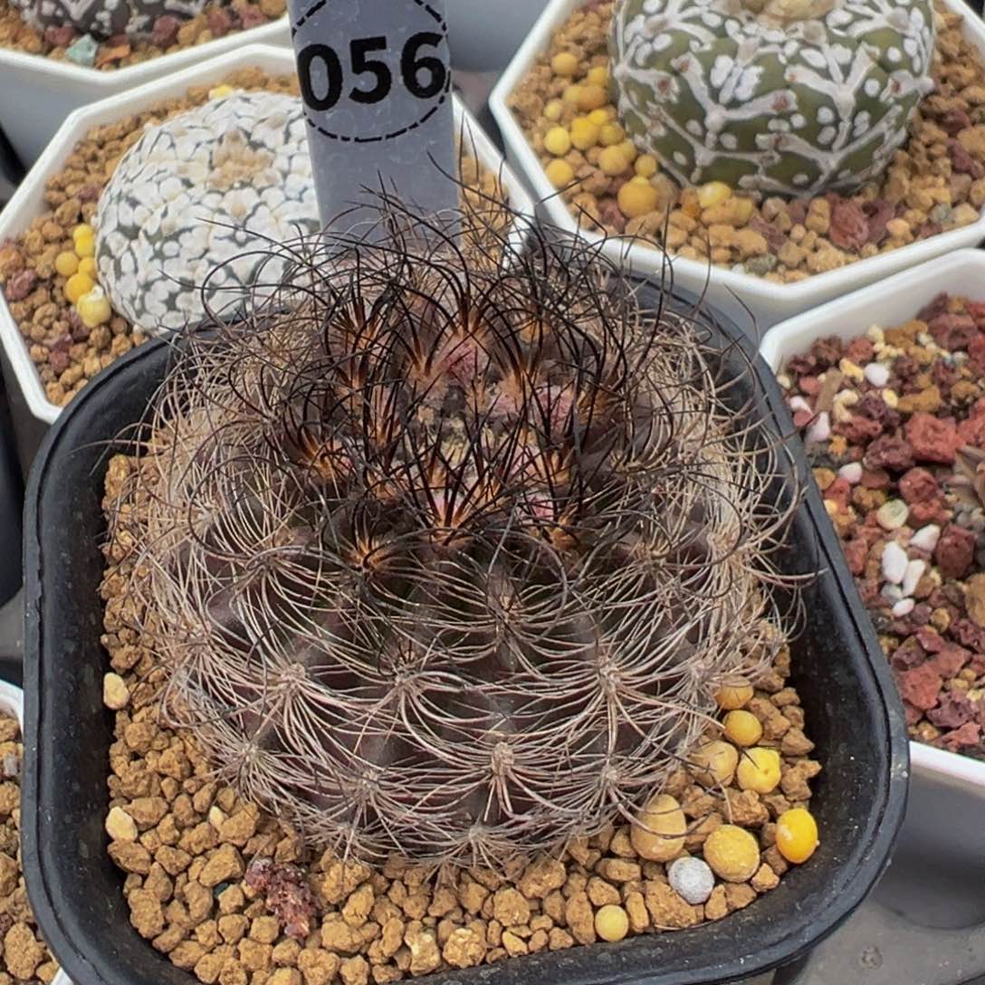 56实生根混乱玉多肉植物带盆土