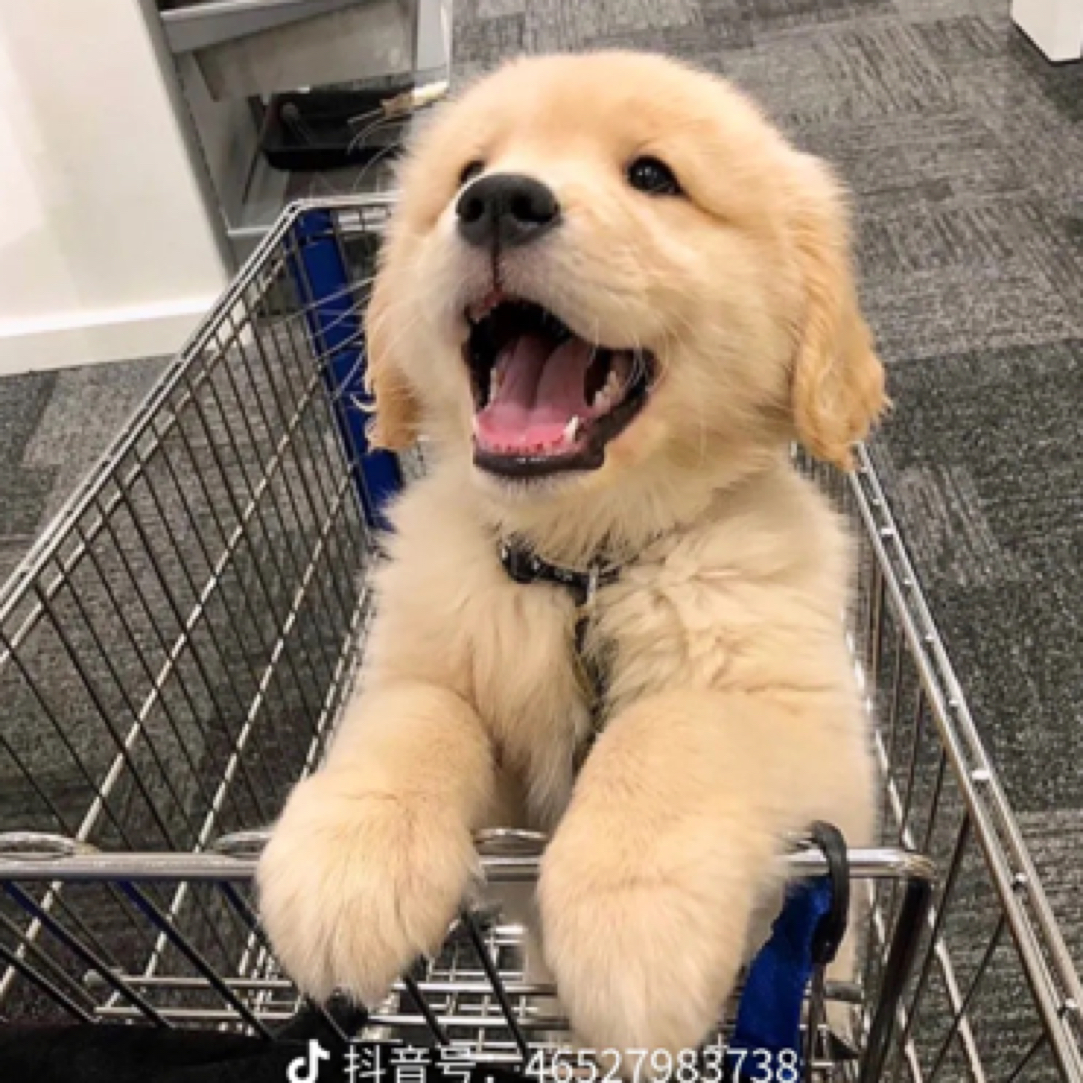 小杨教你如何挑选狗狗