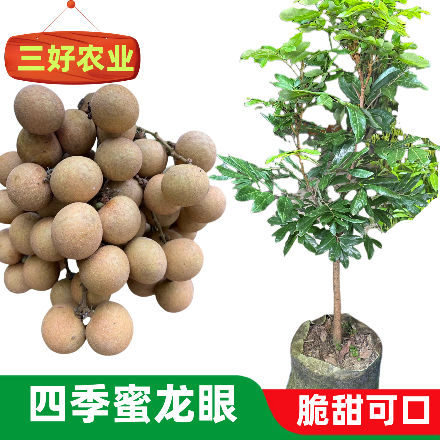 龙眼苗树四季龙眼石硖储良国庆龙眼树苗嫁接桂圆苗庭院果树带土叶