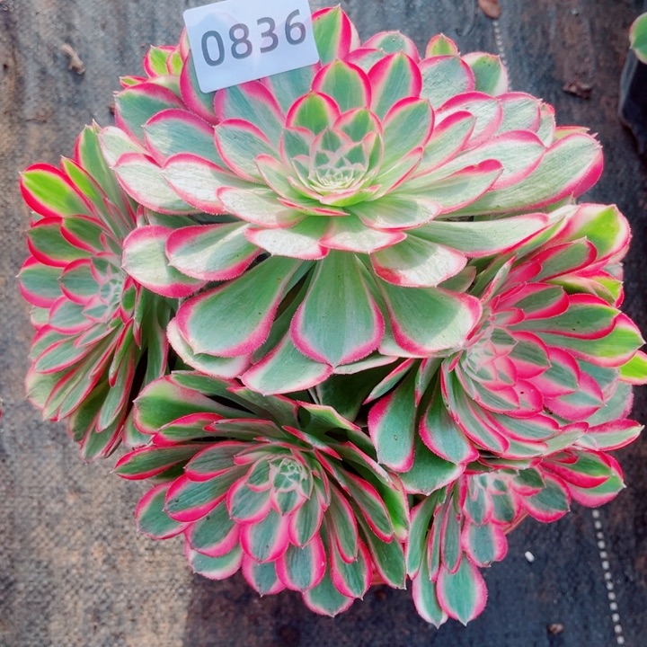 孔雀翎特价多肉发货