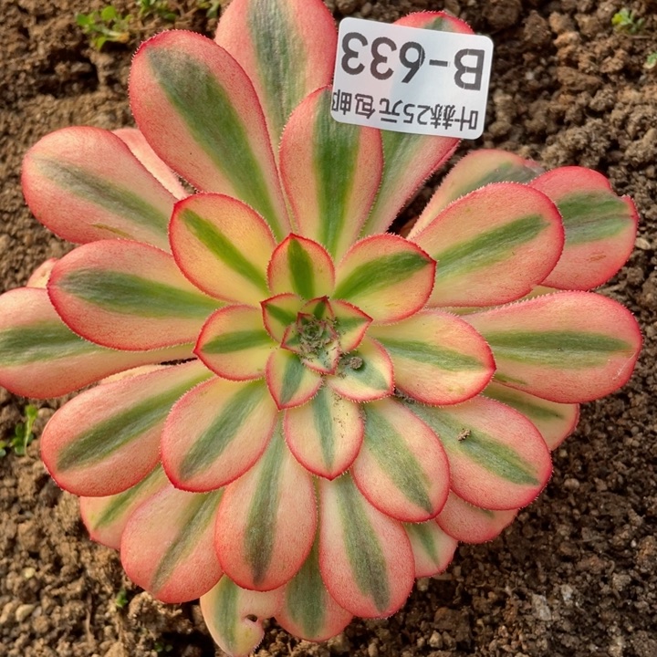 633初恋多肉12345678