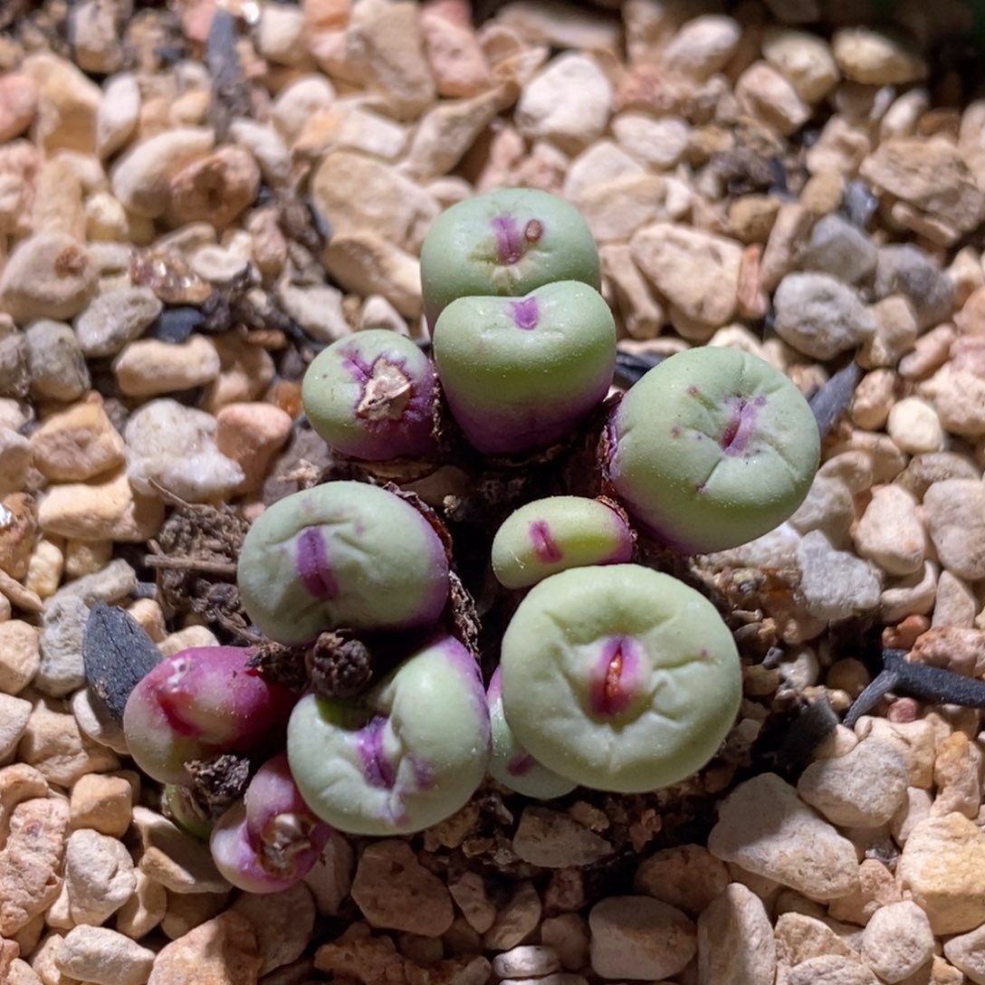 群生红嘴以一颗好看好看