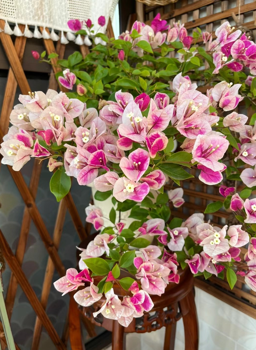 【三角梅0.5单】室内外阳台露台四季勤花绿植9-12