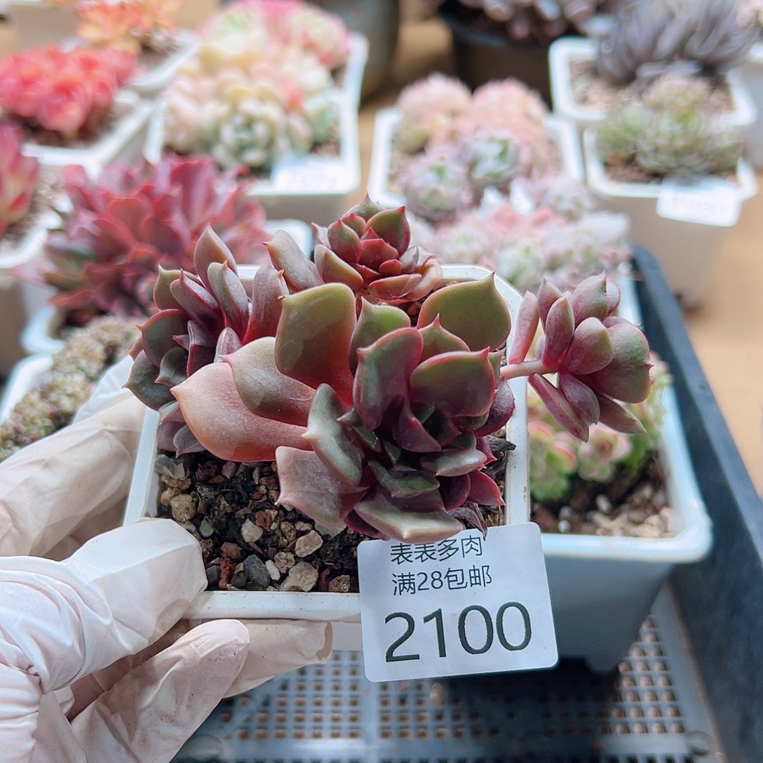 多肉一物一拍2100