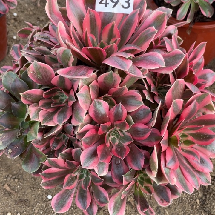 无花朵493多肉植物女妖