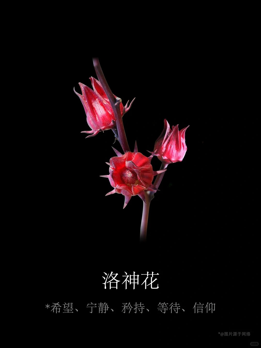 洛神花酸调精油·闭口平滑