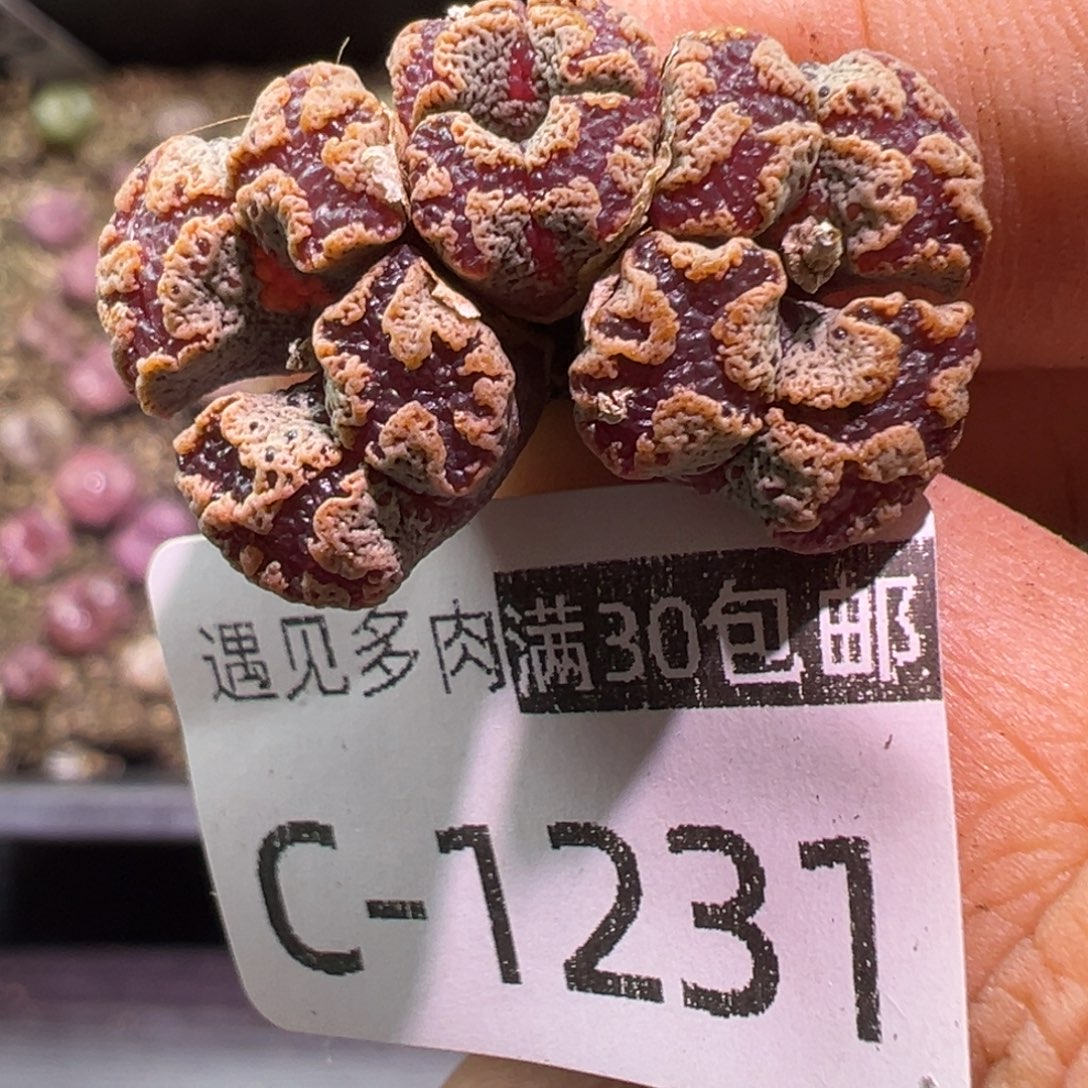 多肉植物11111111111111