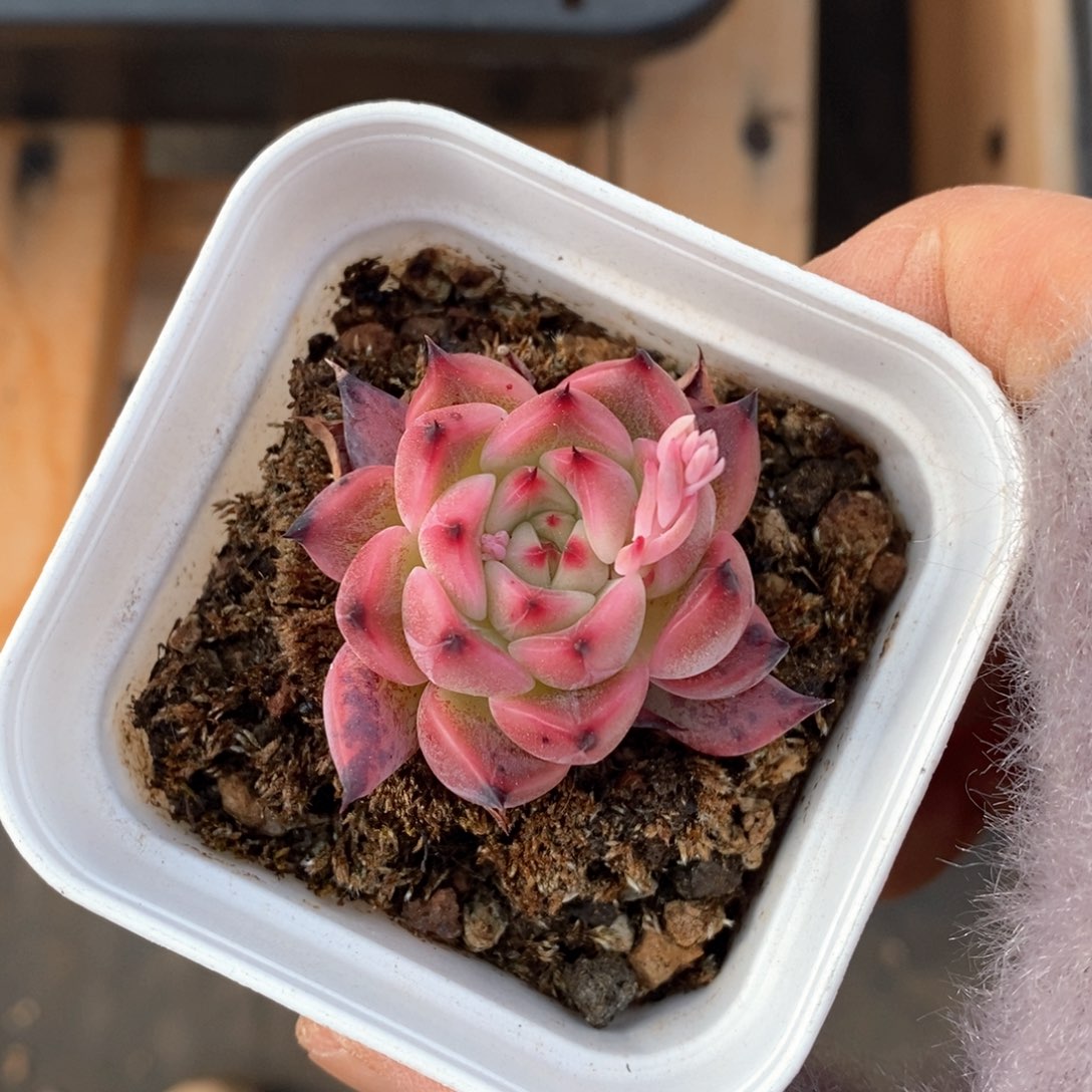 精品多肉一物一拍不包整148