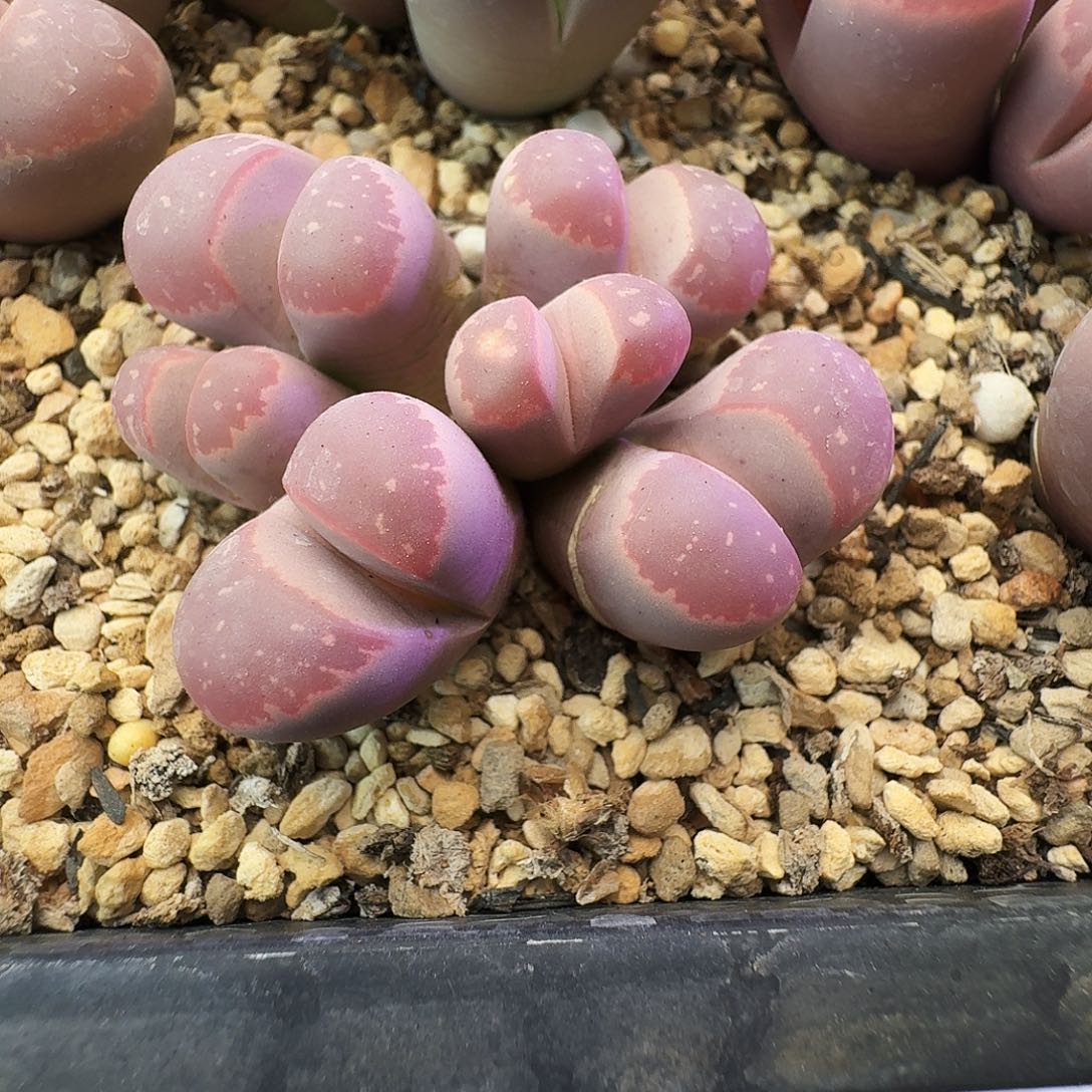 ****琴多肉植物福利特特239