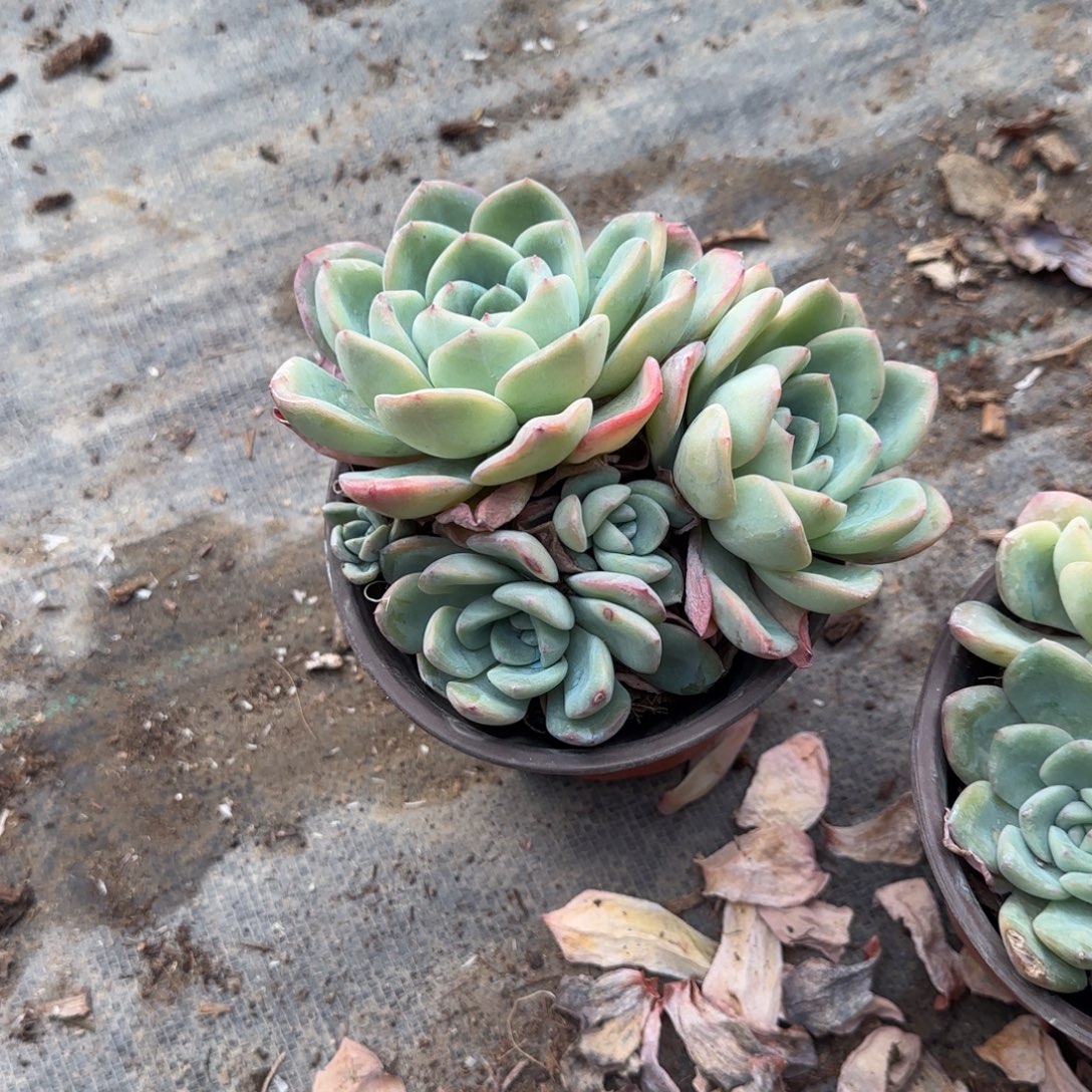 ****～无花朵泡芙五头群