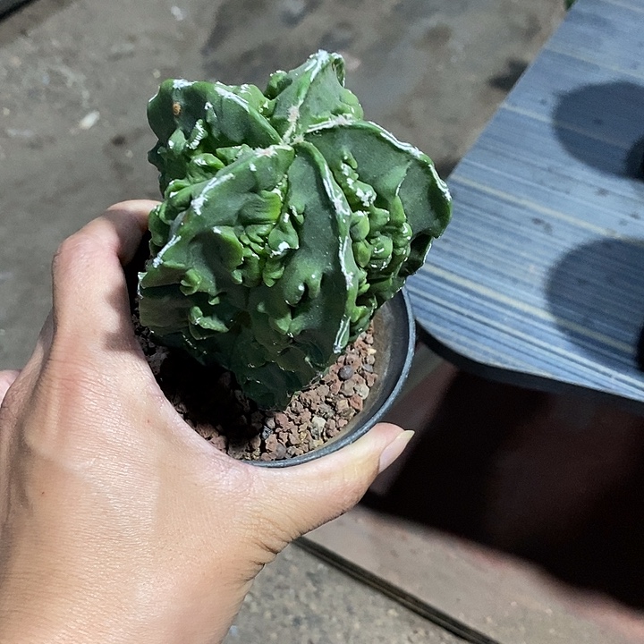 阿***凯核桃实生带盆发货