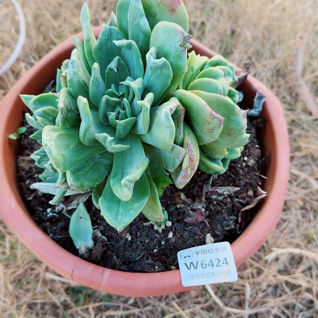 東***妤6424绿体杂交多肉