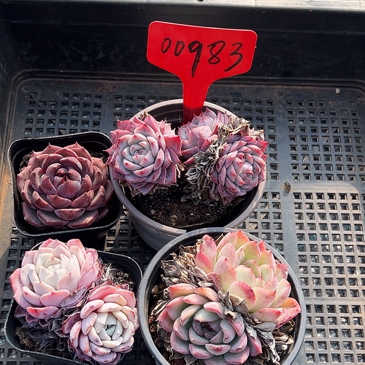 浣**** 框拍    00983 号