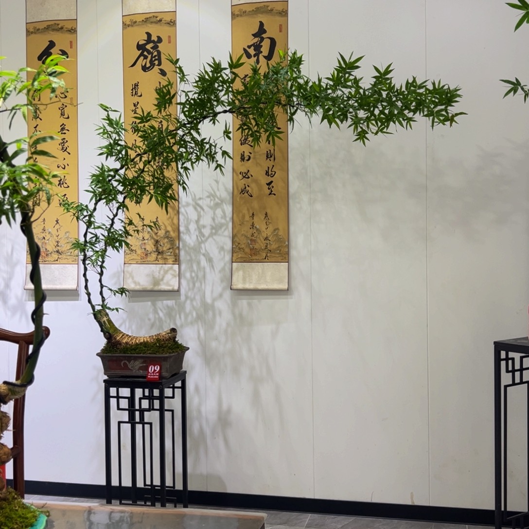 无花朵月牙桩大双飘