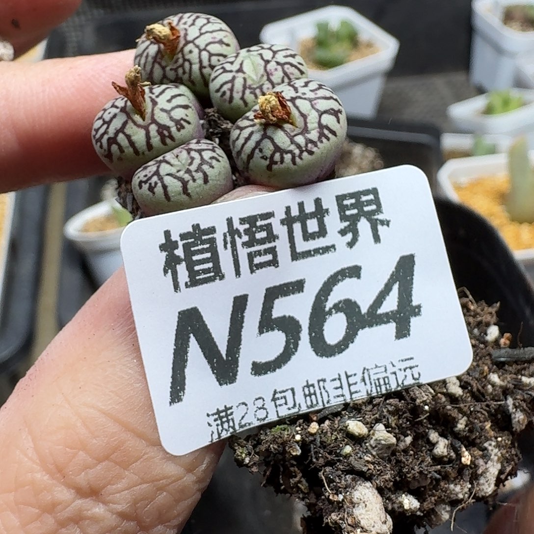 多肉植物的润泽感hnn