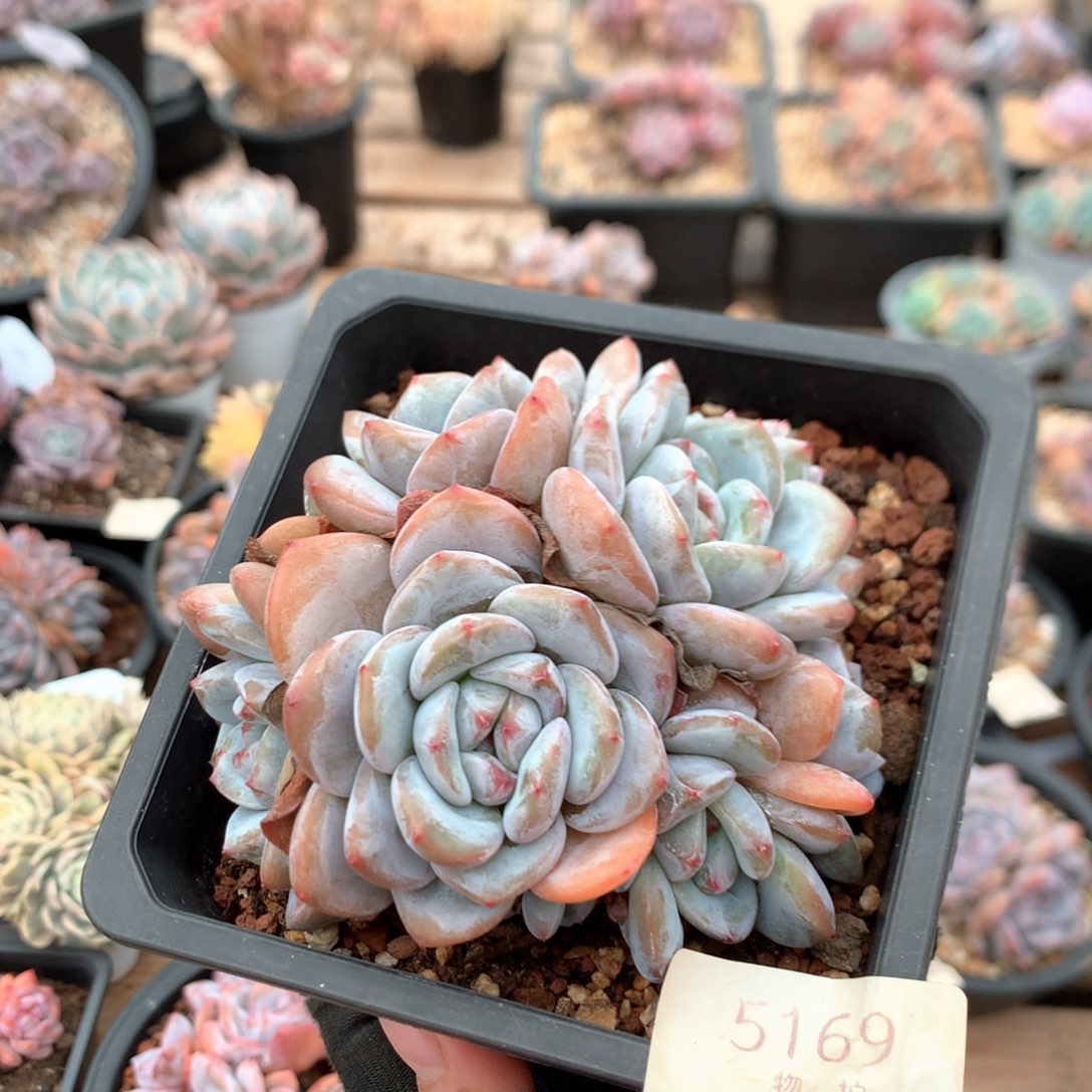 10.5厘米八头有砍石榴籽朵朵 5169