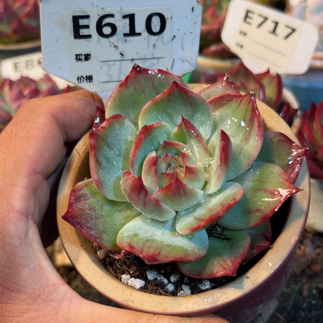 惊鸿一瞥610号多肉