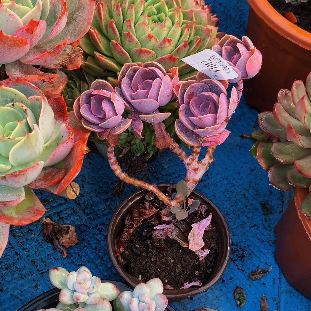 瑞***儿    紫丁香多肉11012