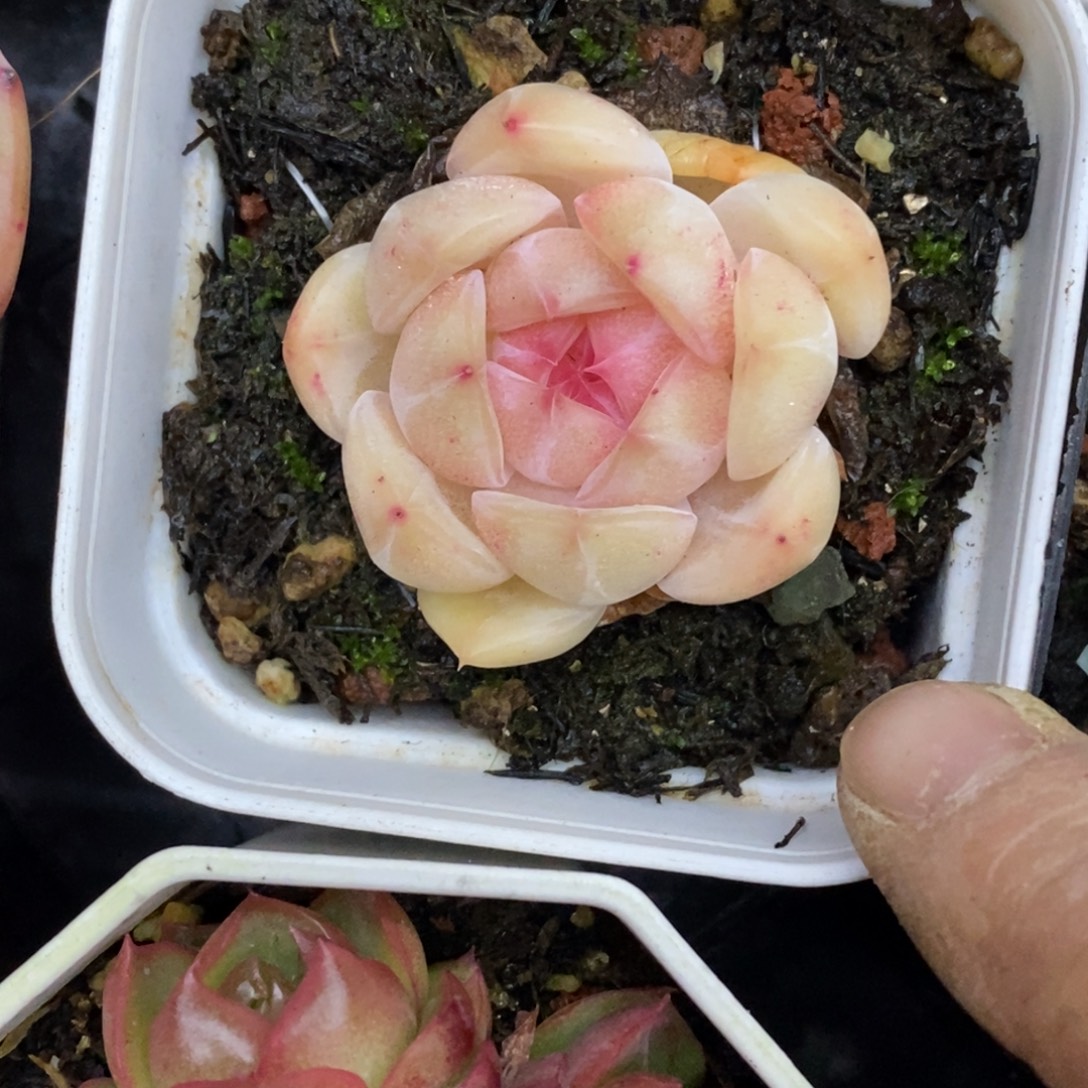 精品多肉一物一拍不包整141