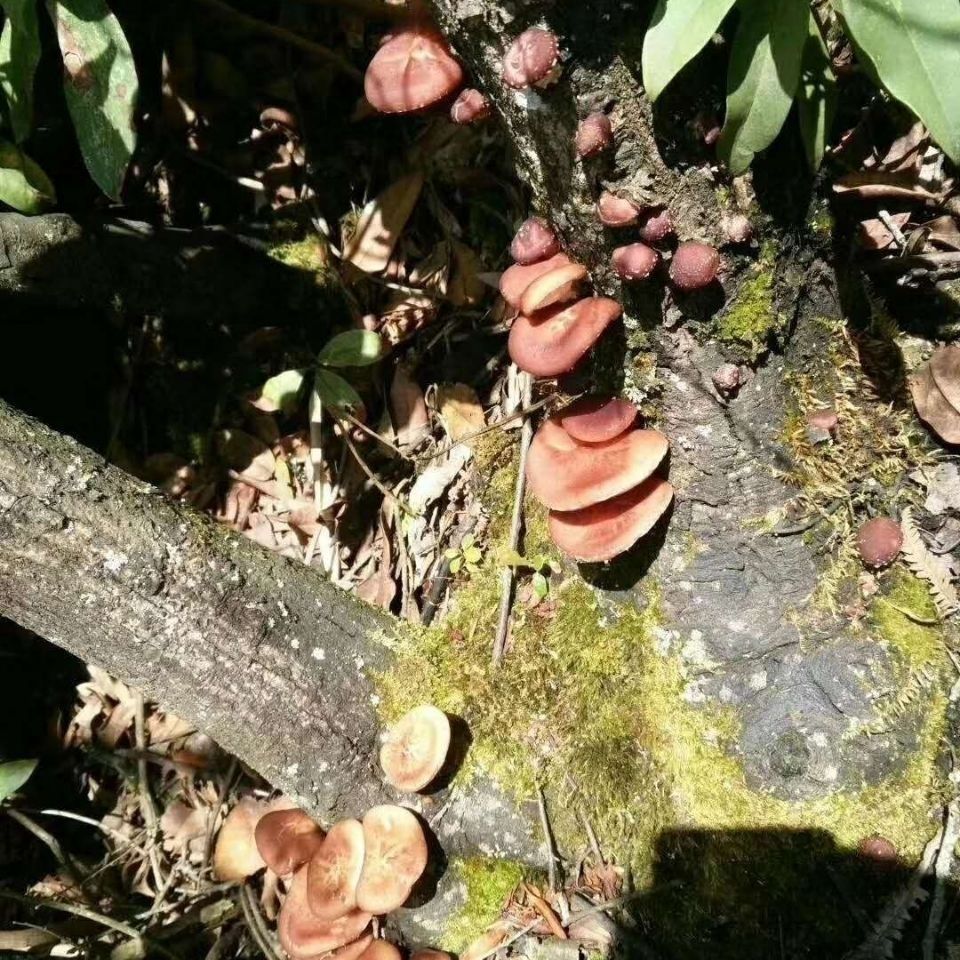野生香菇深山野香菇野生香菇干货
