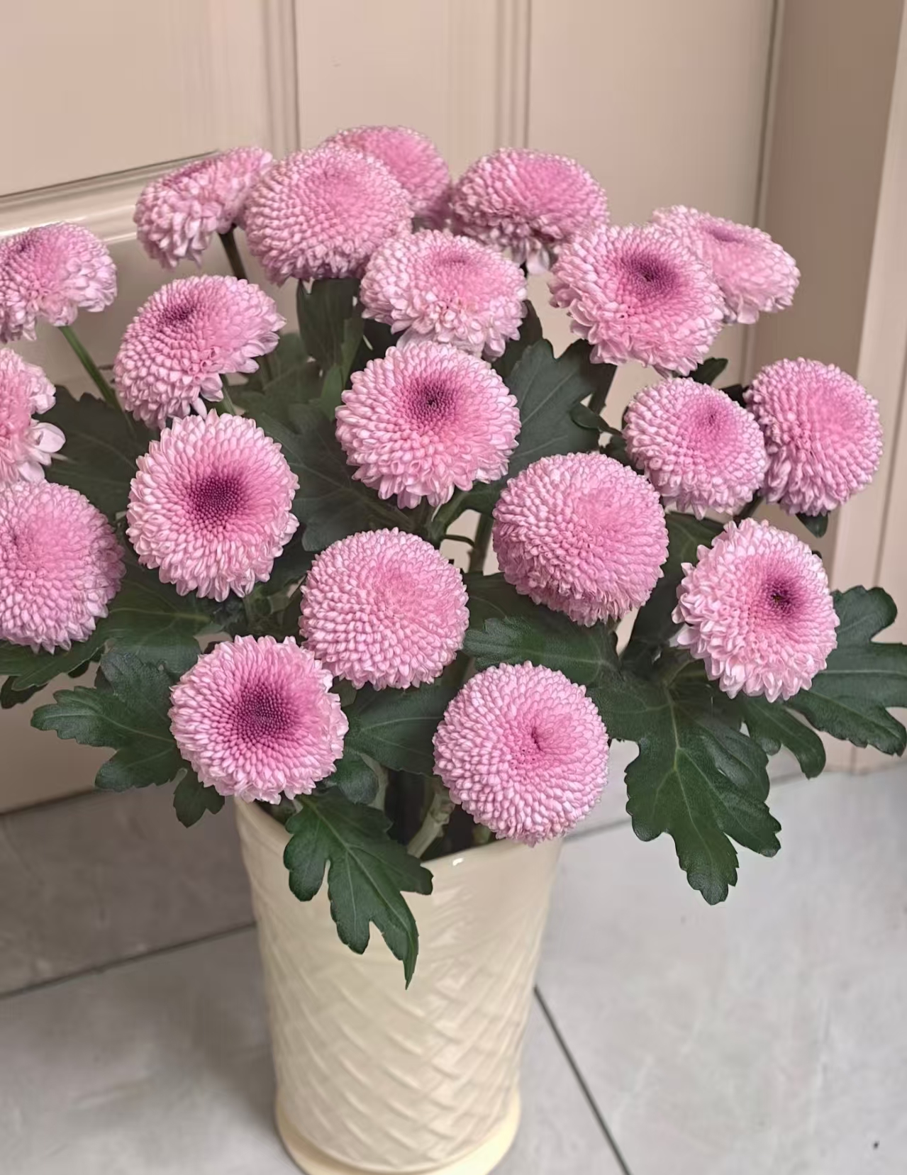 粉色乒乓菊 任意2单发顺丰/德邦 云南鲜花直发