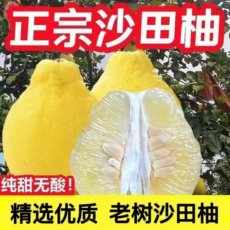 正宗沙田柚新鲜应季水果纯甜白心多汁无酸非真龙柚
