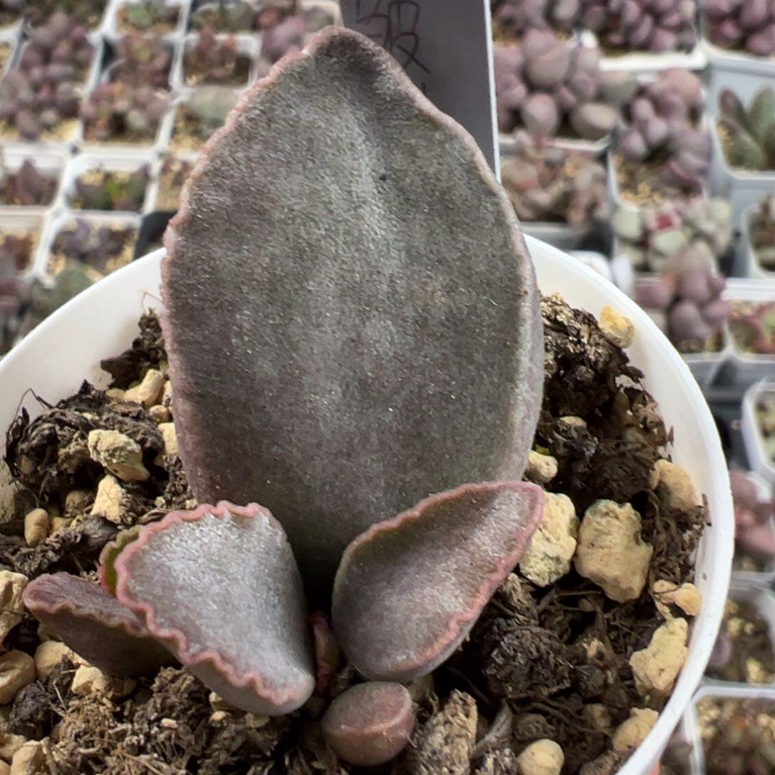 皱叶紫蛋皱边款多肉植物