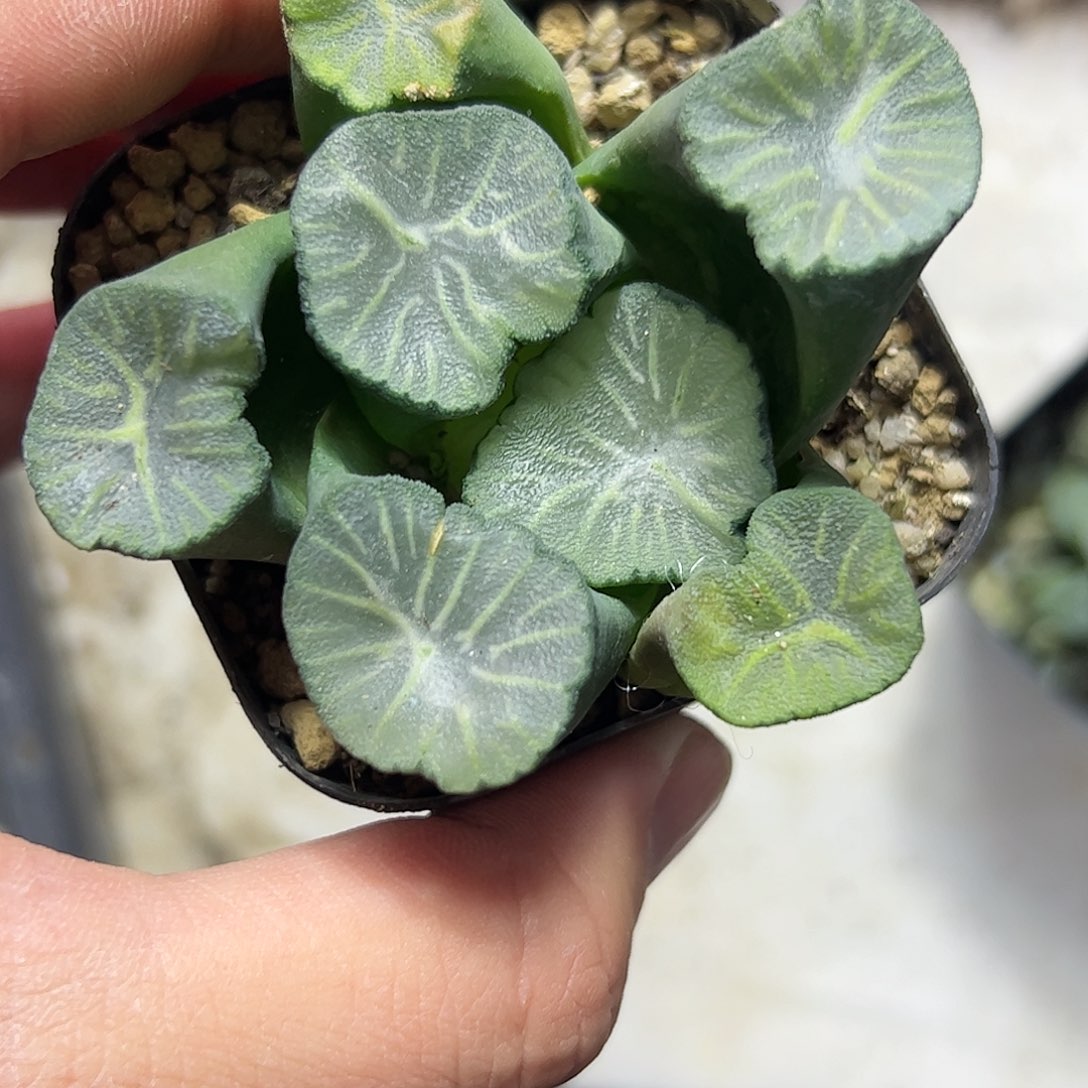 南阿星十二卷多肉植物满