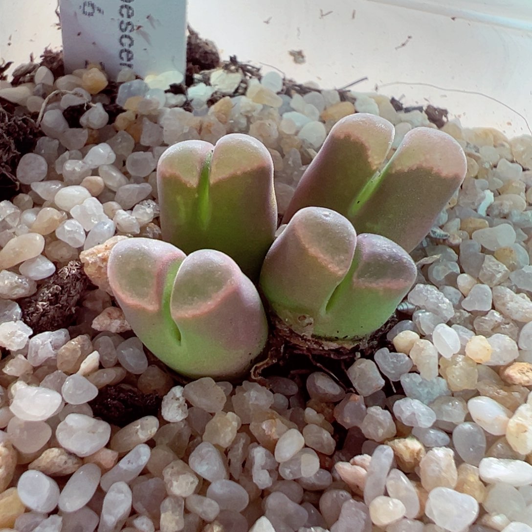 421-237多肉粉天鹅绒