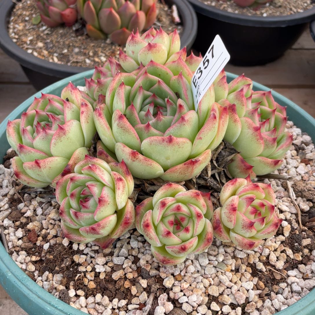 王***生无花朵若如东云单拍E357