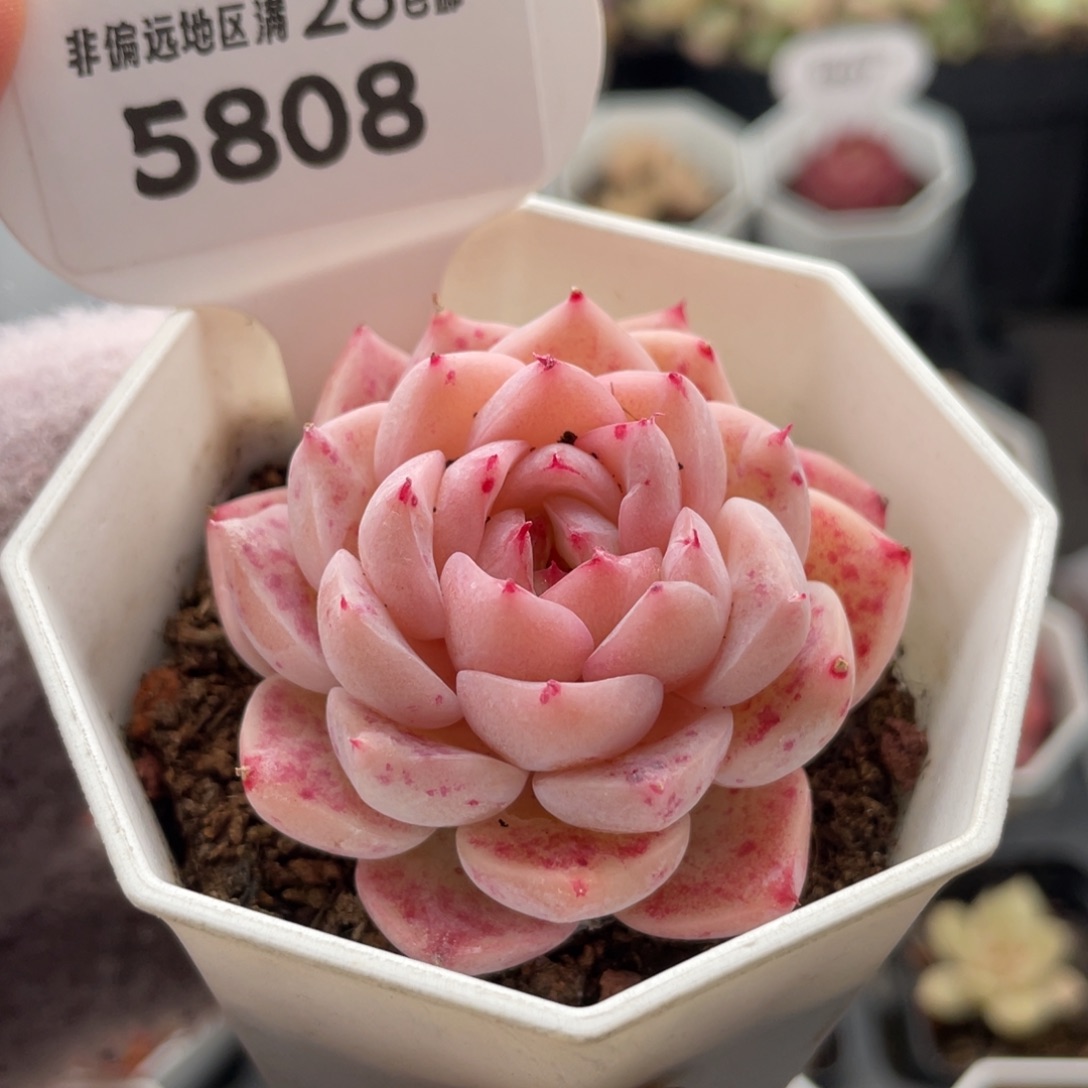 天鹅绒5808-5.0厘米